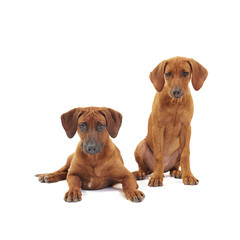 Rhodesian ridgeback puppy