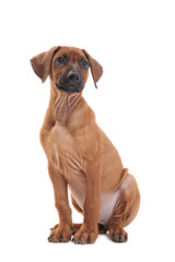 Rhodesian ridgeback puppy