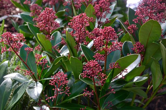 Skimmia Images – Browse 943 Photos, Vectors, Video | Adobe Stock