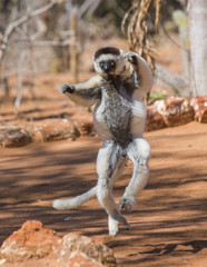 Obraz premium Dancing Sifaka is jumping. Madagascar. 