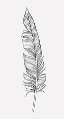 Obraz premium Hand drawn feather