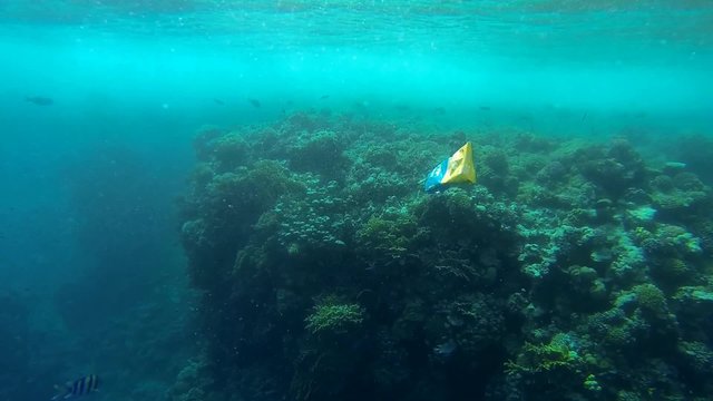 schwimmendes plastik und viele fische im meer
