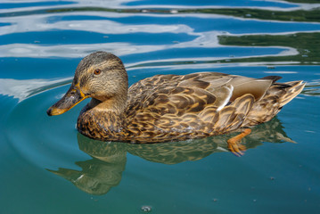 Duck swimming in a lake. Bled - Slovenia.