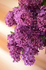 Branch fragrant lilacs