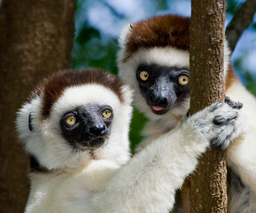 Fototapeta premium Two Dancing Sifakas are sitting on a tree. Madagascar. An excellent illustration.