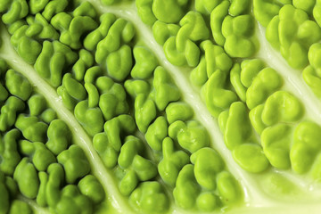 feuille de choux vert - légumes