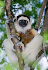 Dancing Sifaka sitting on a tree. Madagascar. An excellent illustration.
