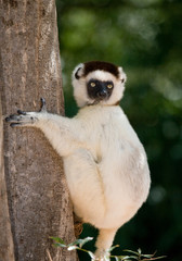 Dancing Sifaka is sitting on a tree. Madagascar. 