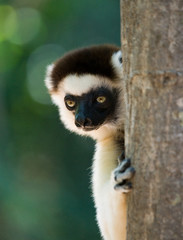 Portrait dancing Sifaka. close-up. Madagascar. An excellent illustration.