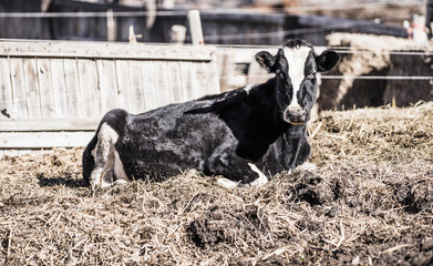 Dairy Cow in the Mud and Muck. Rural America.