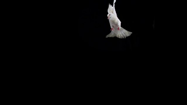 White bird flapping on black background shooting with high speed camera, phantom flex.
