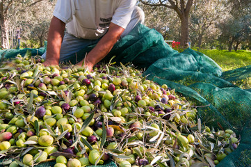 Just picked olives on the net during harvest time