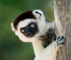 Portrait dancing Sifaka. close-up. Madagascar. An excellent illustration.