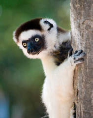 Portrait dancing Sifaka. close-up. Madagascar. An excellent illustration.