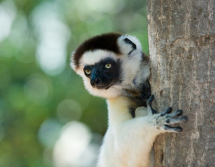 Portrait dancing Sifaka. close-up. Madagascar. An excellent illustration.