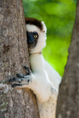 Dancing Sifaka sitting on a tree. Madagascar. An excellent illustration.