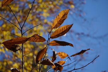 Herbstlicher Blätterzweig mit Unschärfe