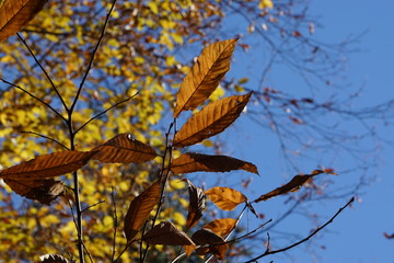Herbstlicher Blätterzweig mit Unschärfe