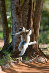Dancing Sifaka jumping. Madagascar. An excellent illustration.
