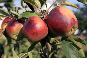 Ripe apples are in a garden