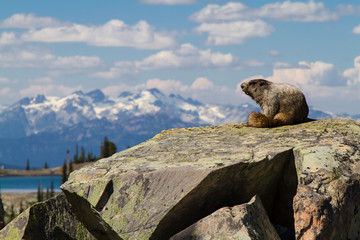 Hoary Marmot sitting on rock with mountain in the background