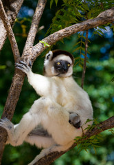 Dancing Sifaka sitting on a tree. Madagascar. An excellent illustration.