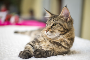Brown Tabby Maine Coon on bed