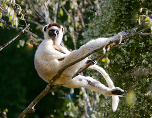 Dancing Sifaka sitting on a tree. Madagascar. An excellent illustration.