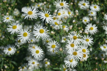 Wildflower White Daisy