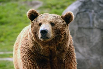 Fototapeten Grizzly bear in meadow © gevans