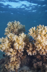 Coral bushes in shallow murky water of bay.