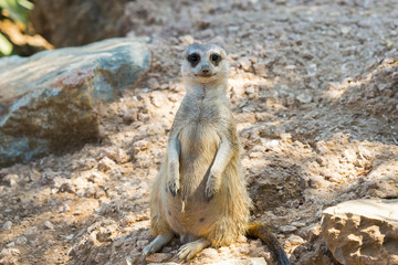 Fototapeta premium Cute suricata portrait. 