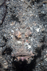 Camouflaged Spiny Devilfish
