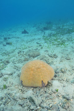 Pacific cushion sea star Culcita novaeguineae on flat sandy bottom.