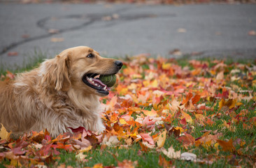 golden retriever lying on fall leaves and playing with a tennis ball