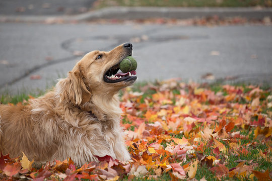 golden retriever lying on fall leaves and playing with a tennis ball