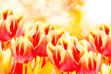 Panele Szklane Podświetlane  Kwiaty tulipanów z bliska