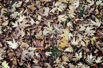 Background group autumn brown leaves.