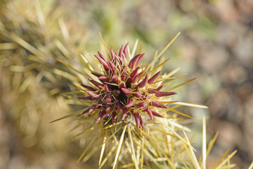 Cholla Cactus Blossum in the Spring
