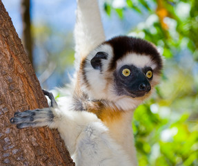 Portrait dancing Sifaka. close-up. Madagascar. An excellent illustration.