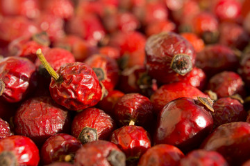 Dried hips of wild rose on red background