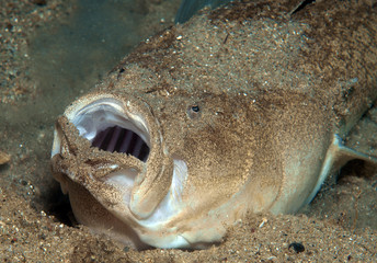 
Fish awaits the food hiding