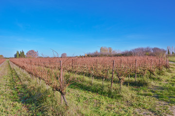 Fototapeta na wymiar vignes en automne