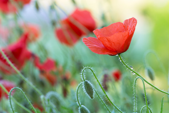 Poppy Flower Photos Images – Browse 13,701 Stock Photos, Vectors, and ...