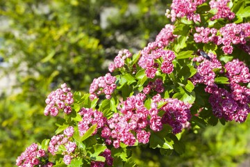 Bloosoming pink flowers of hawthorn tree