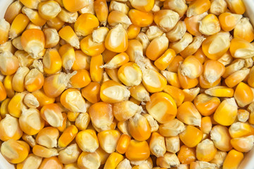 the seed corn background