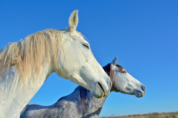 Obraz na płótnie Canvas chevaux camarguais blanc et gris