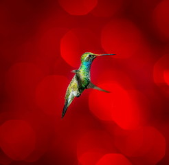 Broad billed Hummingbird. Hummingbird art and crafts. This is a new line of shots using a multicolored background to show the beauty of the bird to a new level.