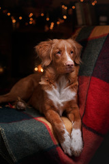 Dog Nova Scotia Duck Tolling Retriever holiday, Christmas and New Year