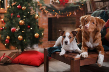 Dog Jack Russell Terrier and Dog Nova Scotia Duck Tolling Retriever holiday Christmas and New Year - obrazy, fototapety, plakaty